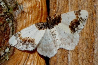 Ligdia adustata