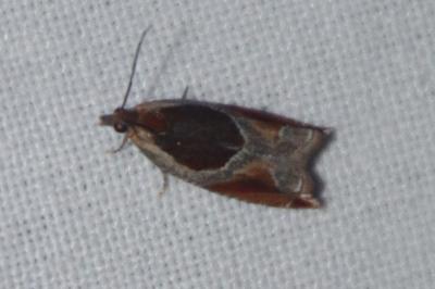 Ancylis unculana