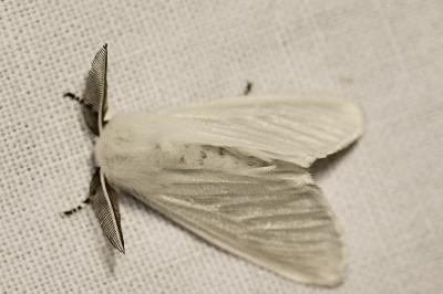 Leucoma salicis
