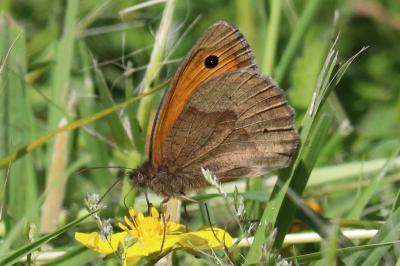 Maniola jurtina