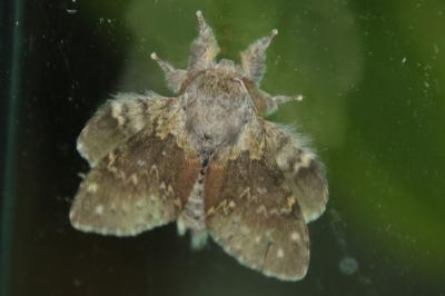 Stauropus fagi