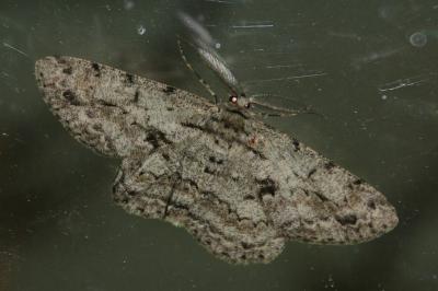 Hypomecis roboraria