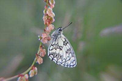 Melanargia galathea
