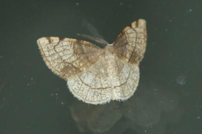 Stegania trimaculata
