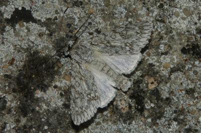 Acronicta aceris
