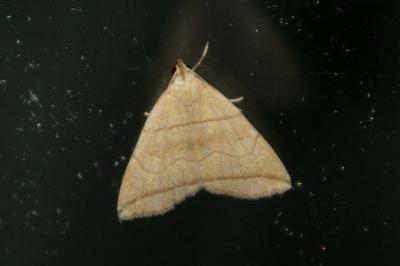 Herminia grisealis