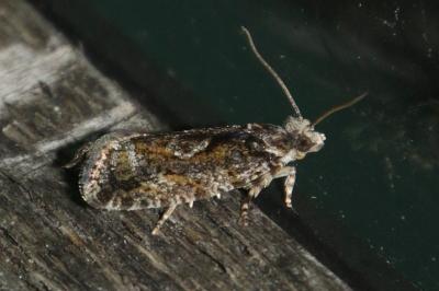 Zeiraphera isertana