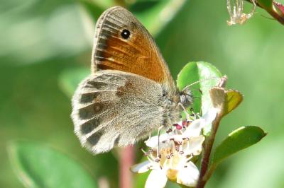 Coenonympha pamphilus