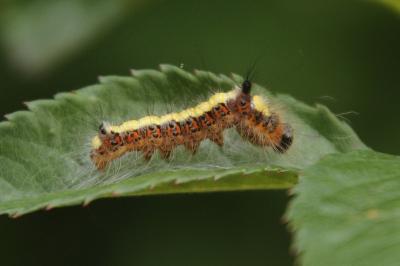 Acronicta psi