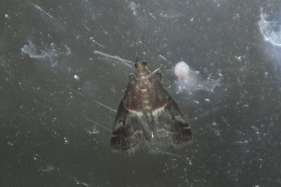 Acrobasis marmorea
