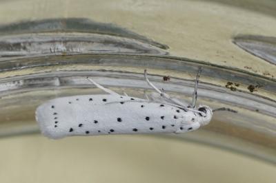 Yponomeuta cagnagella