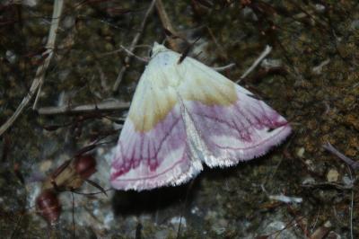 Eublemma purpurina