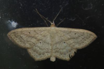 Scopula nigropunctata