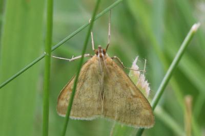 Sitochroa verticalis