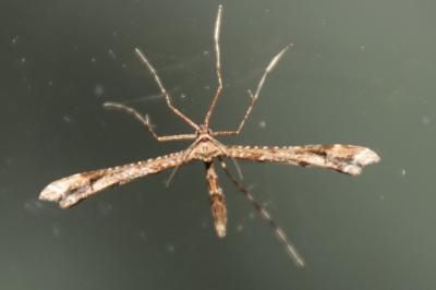 Amblyptilia acanthadactyla