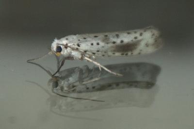 Yponomeuta irrorella