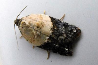Acleris variegana