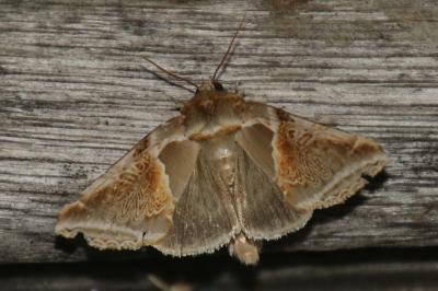 Habrosyne pyritoides