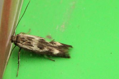 Scythris limbella