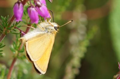 Thymelicus lineola