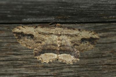 Menophra abruptaria