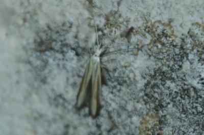 Coleophora conspicuella