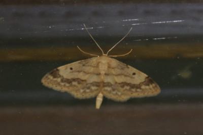 Idaea biselata