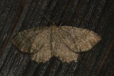 Philereme vetulata
