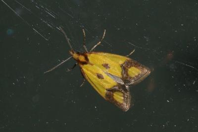 Agapeta zoegana