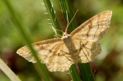 Idaea ochrata