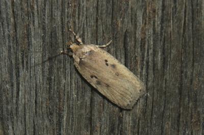 Agonopterix yeatiana