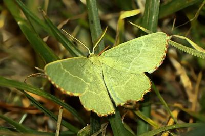 Thalera fimbrialis
