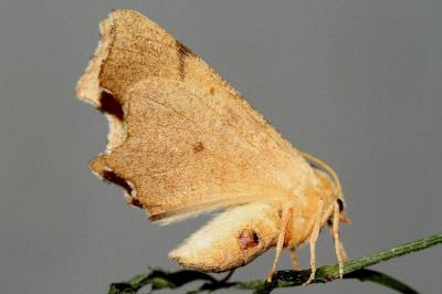 Ennomos erosaria