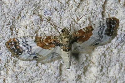 Eupithecia breviculata