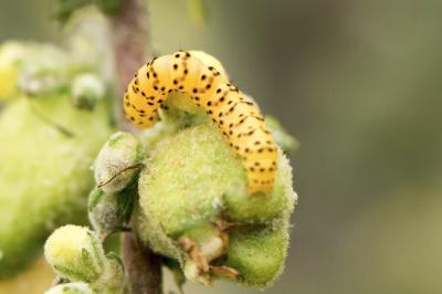 Cucullia lychnitis
