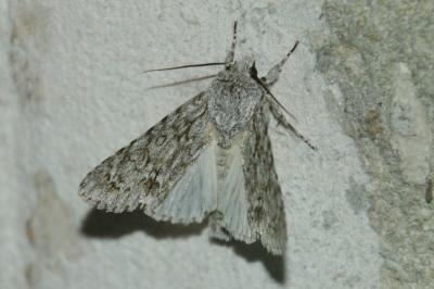 Acronicta aceris