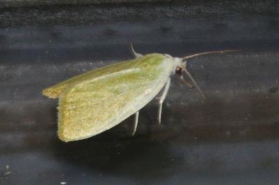 Earias clorana