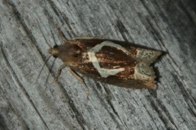 Epiblema foenella
