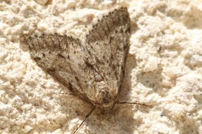 Tephronia sepiaria