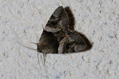 Catocala fulminea