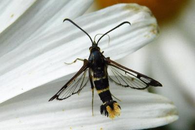Synanthedon loranthi