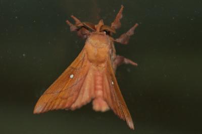 Odonestis pruni
