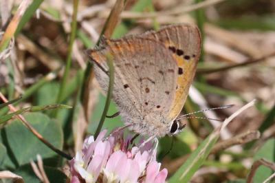 Lycaena phlaeas
