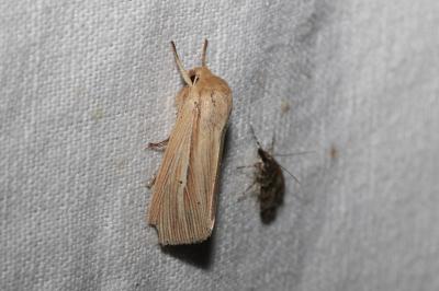 Mythimna impura
