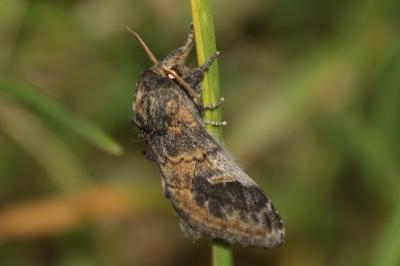 Notodonta tritophus