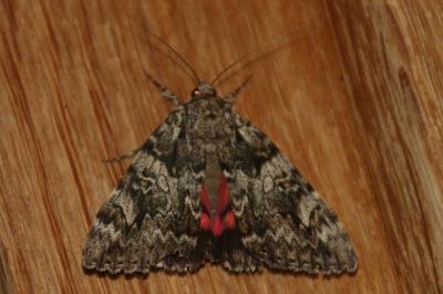 Catocala promissa