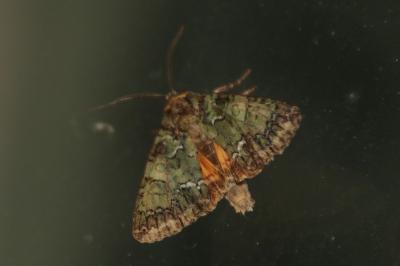 Polyphaenis sericata