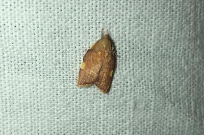 Carcina quercana