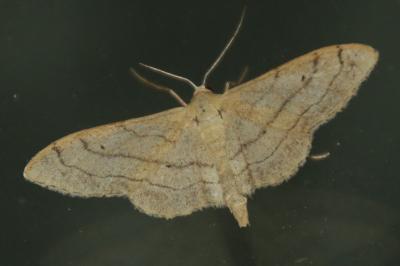 Idaea aversata