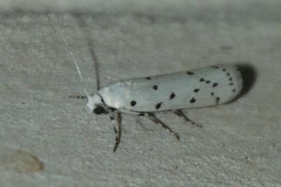 Myelois circumvoluta
